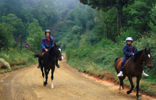 Northern-Horse-Trails